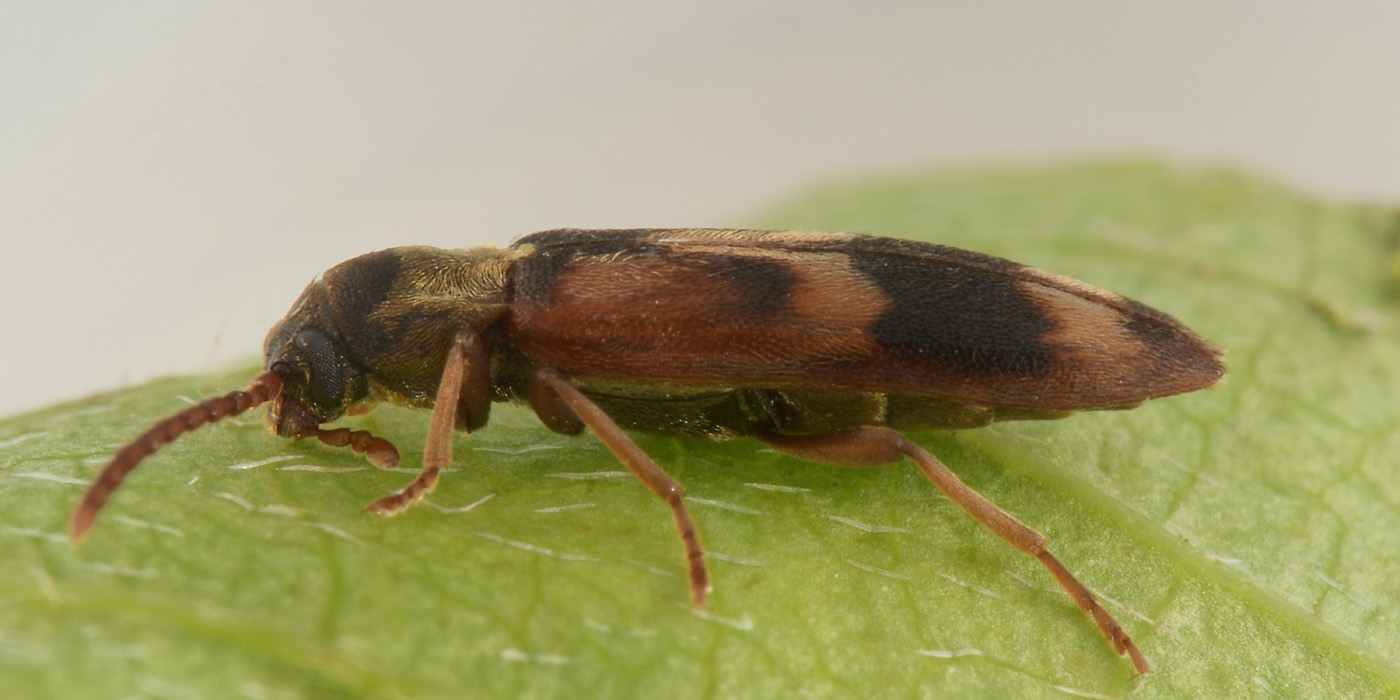 Melandryidae: Hypulus quercinus?  Sì !
